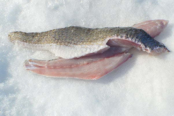 Texas Red Drum